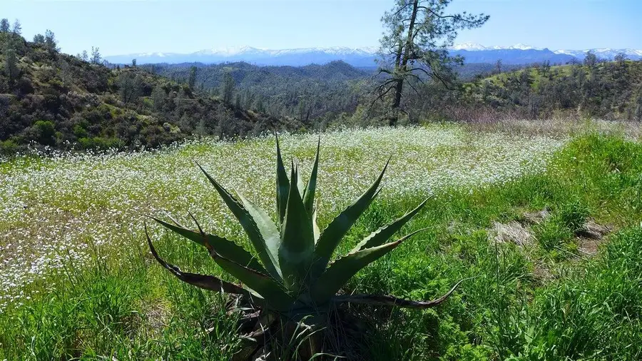 Lot 163 Cottonwood Creek Road, Ono, CA 96047 - Image #2