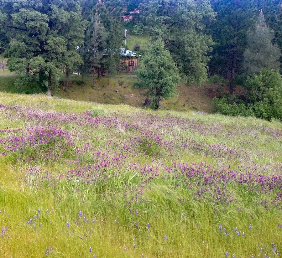 10400 Ponderosa Way, Whitmore, CA 96096 - Image #3