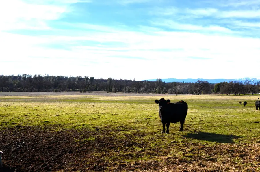 000 Eighmy Road, Cottonwood, CA 96022 - Image #3