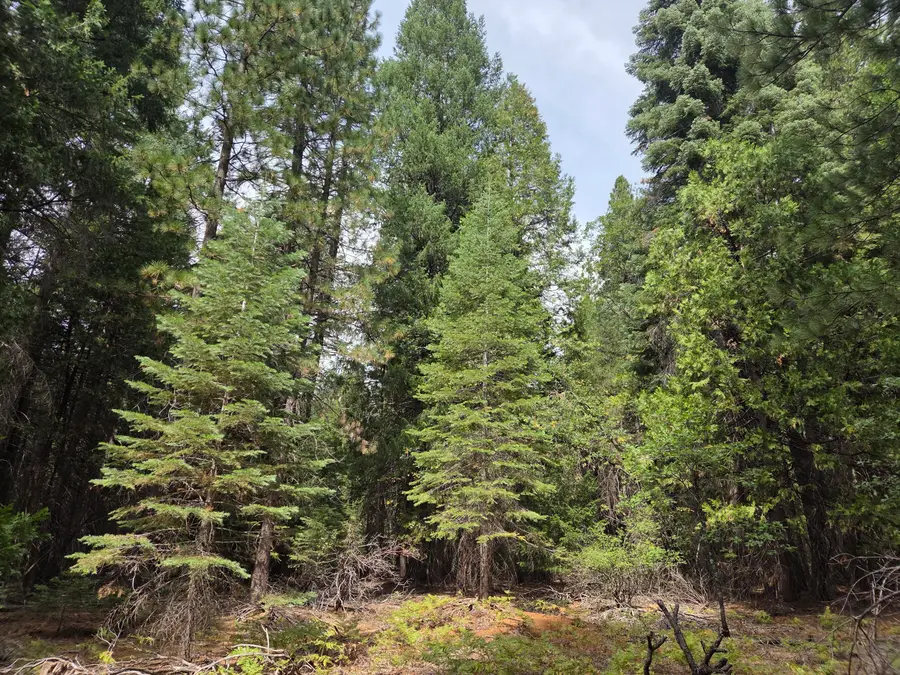 LOT 28&29 Emerald Way, Shingletown, CA 96088 - Image #3