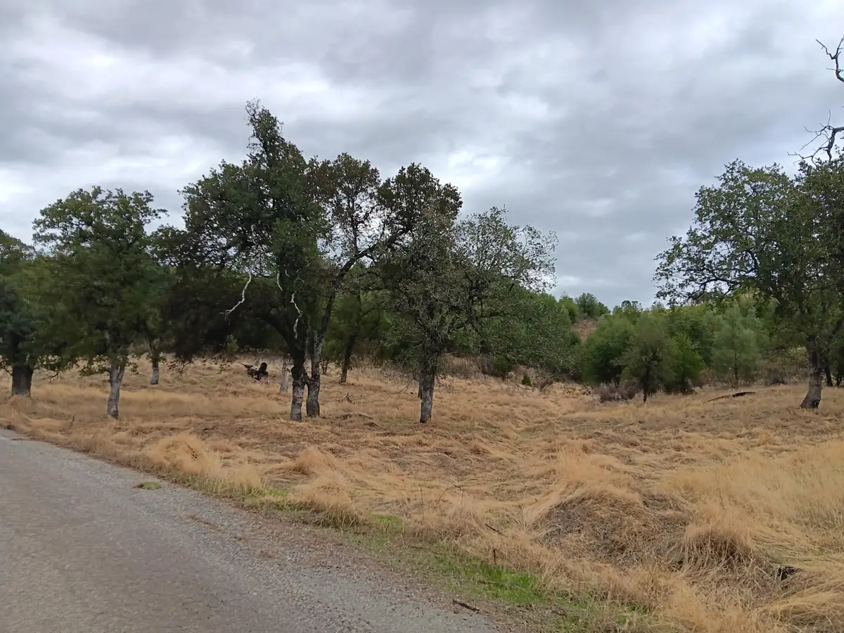 E Elk Trail, Jones Valley, CA 96003 - Image #1