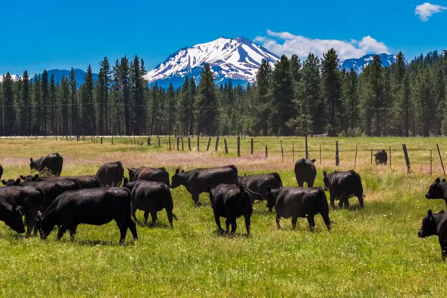 12755 Sugarloaf Lane, Old Station, CA 96071 - Image #2