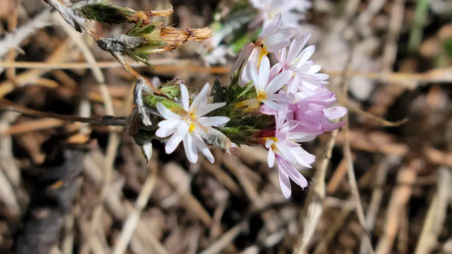 000 Rancheria Creek Road, Shingletown, CA 96088 - #2