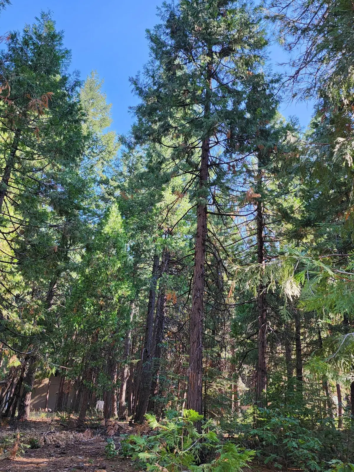 Lot 61 Starlite Pines Road, Shingletown, CA 96088 - Image #1