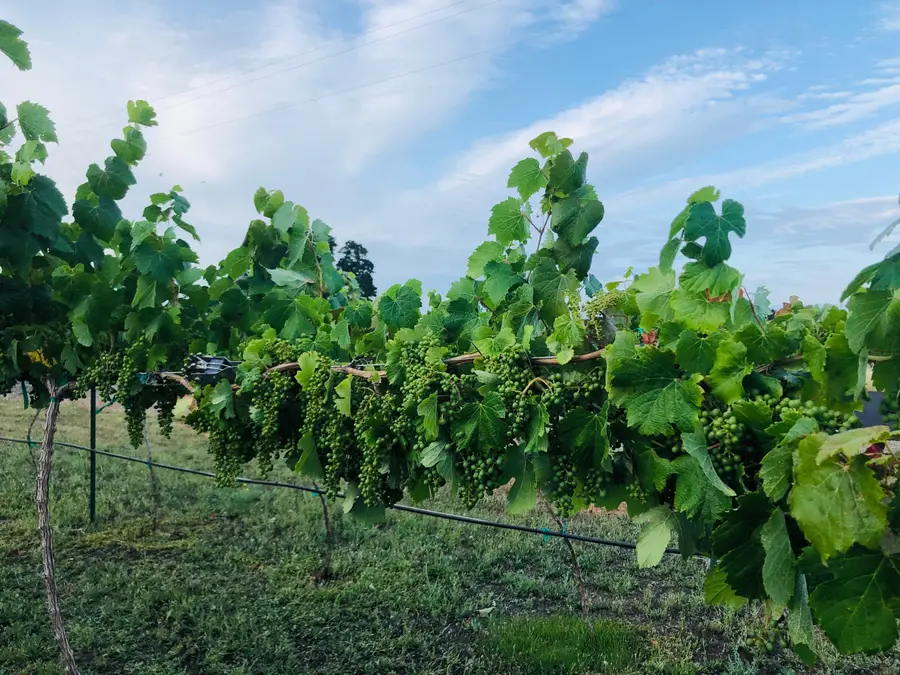 19055 Del Mar Drive, Cottonwood, CA 96022 - Image #3