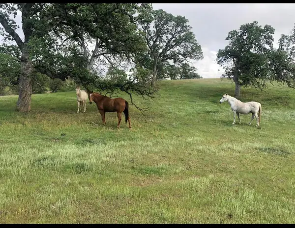 Fiddlers Road, Igo, CA 96047