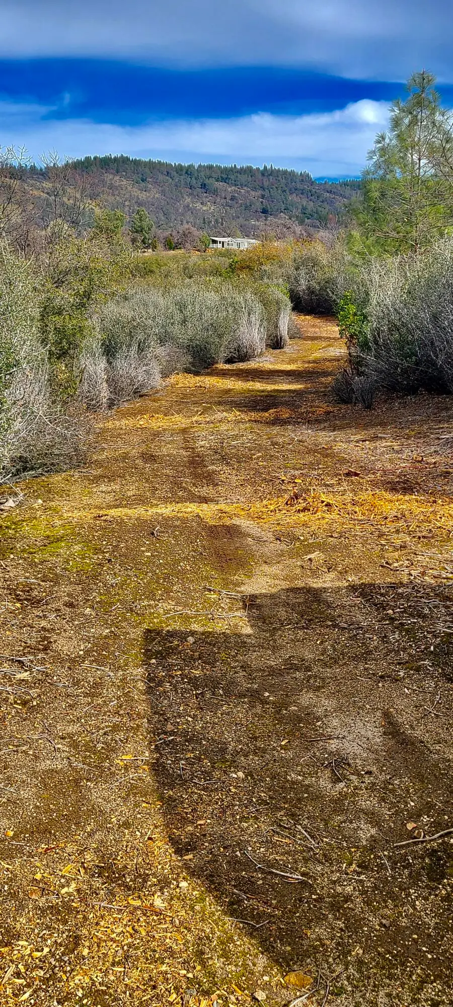 Lot 13 Battle View, Manton, CA 96059 - Image #3