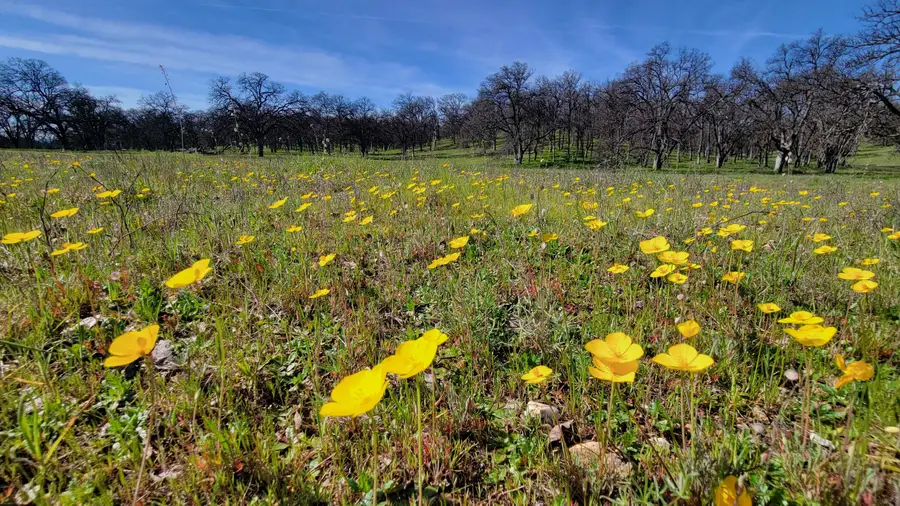 Lot 41 Quail Ridge Road, Cottonwood, CA 96022 - #2