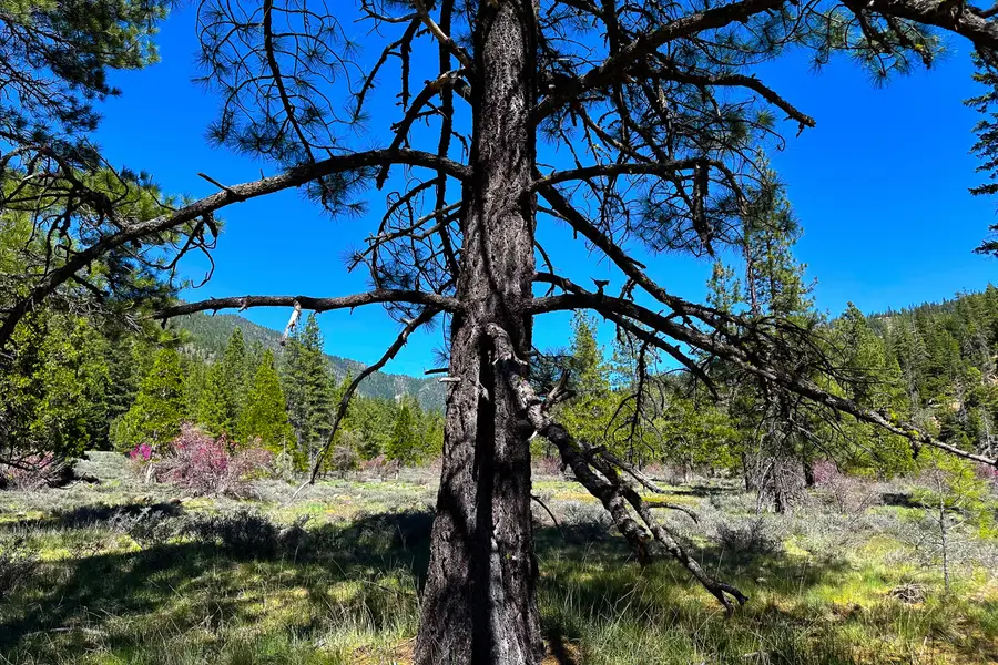 79402 California Hwy 3, Trinity Center, CA 96091 - #3
