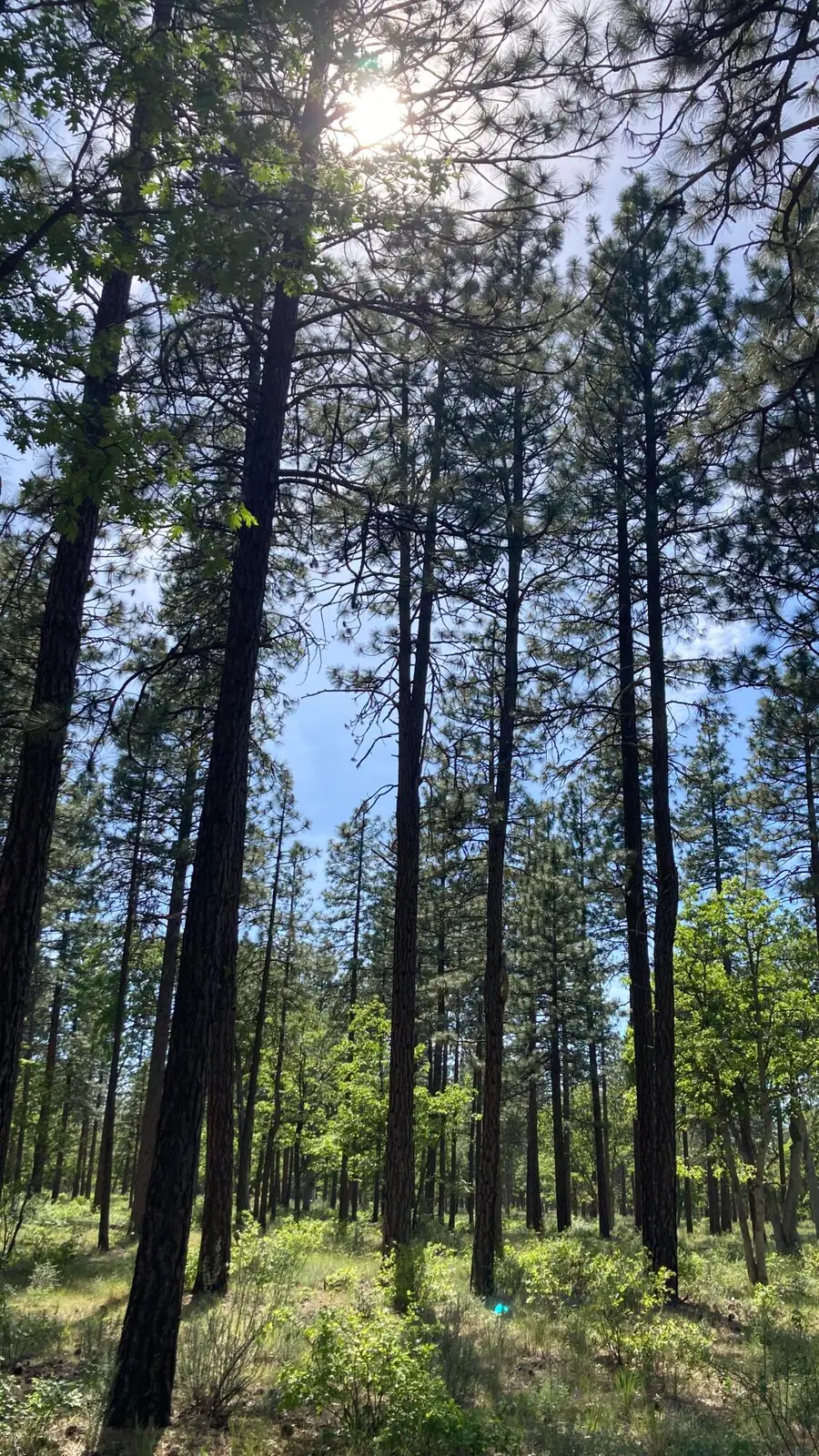 Lot 24 Big Lake Road, McArthur, CA 96056 - #2