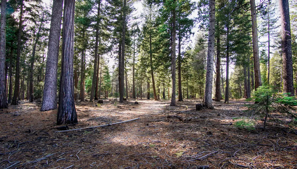 Lot 4 Ritts Mill Road, Shingletown, CA 96088 - #1