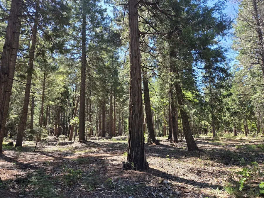 Lot 3 Ritts Mill Road, Shingletown, CA 96088 - #2