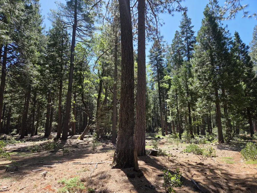 Lot 3 Ritts Mill Road, Shingletown, CA 96088 - #3