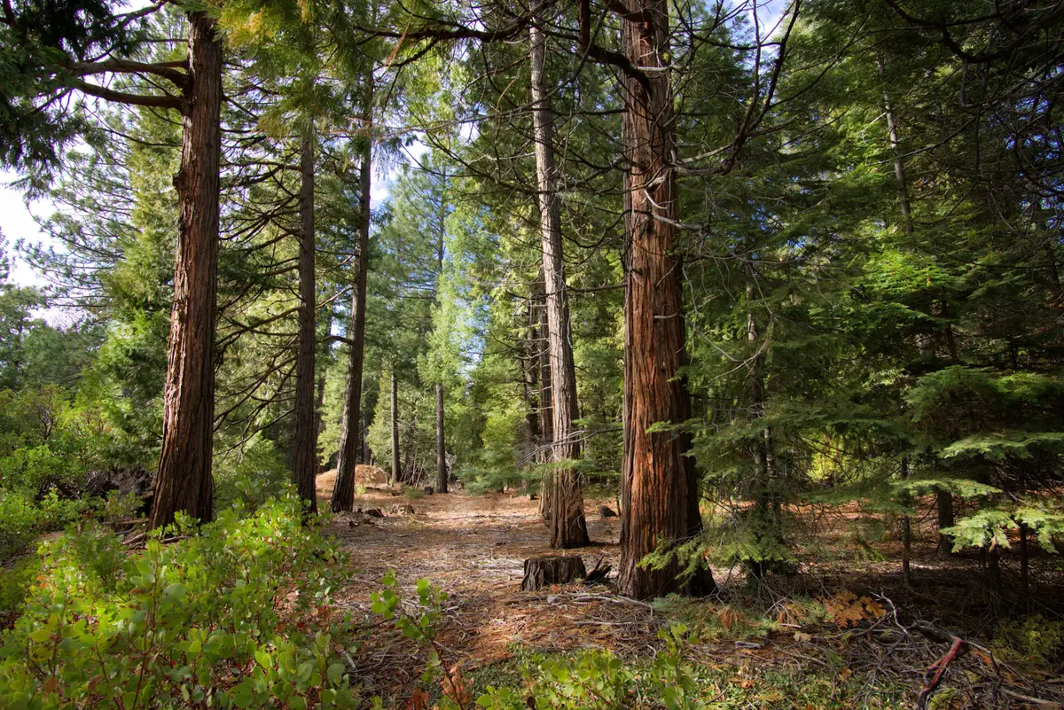 Lot 1 Ritts Mill Road, Shingletown, CA 96088 - #1