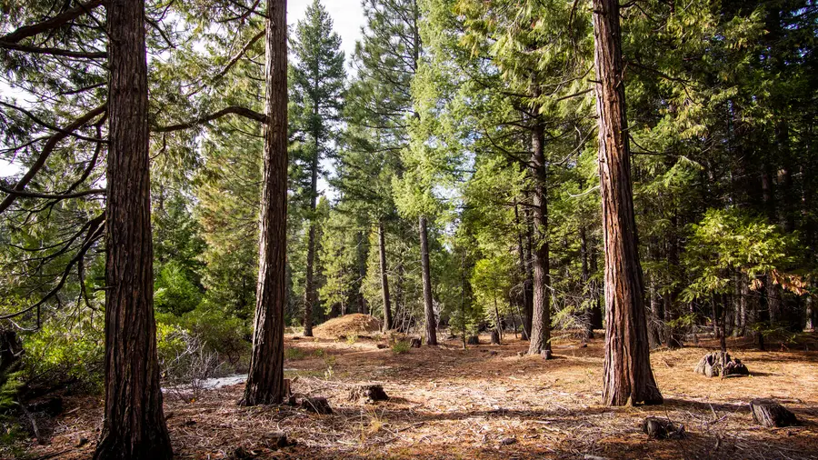 Lot 1 Ritts Mill Road, Shingletown, CA 96088 - #2