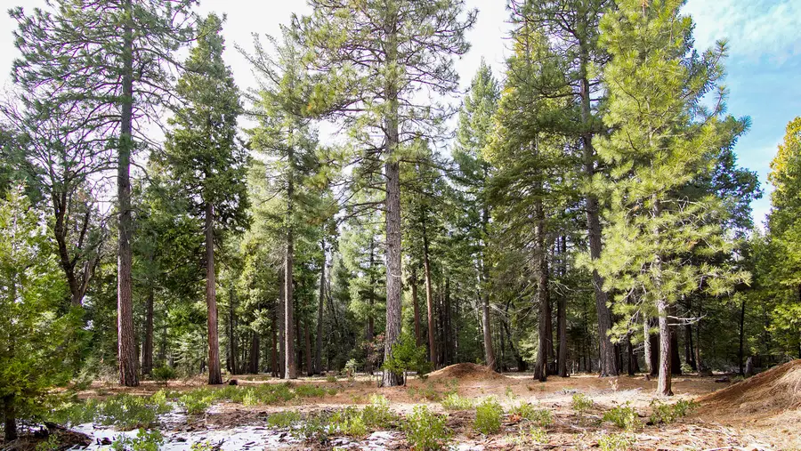 Lot 1 Ritts Mill Road, Shingletown, CA 96088 - #3