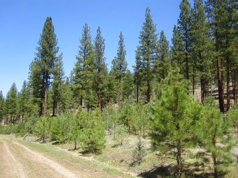 NSA Anderson Ranch Road, Bieber, CA 96009 - #2