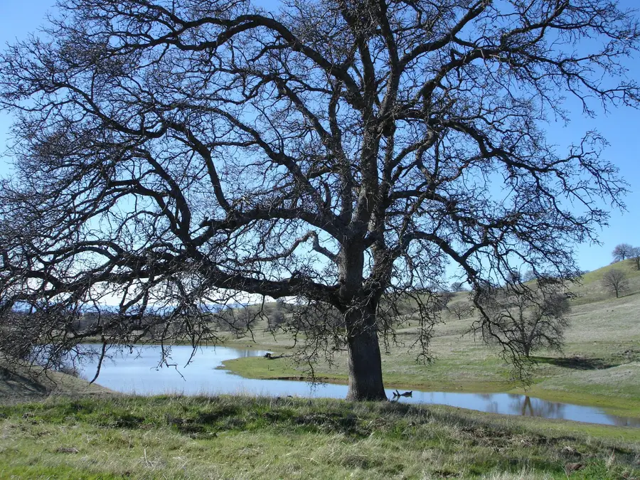 LOT 9 River Downs Way, Cottonwood, CA 96022 - #2