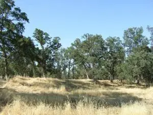 Oak Run Road, Millville, CA 96062 - #1