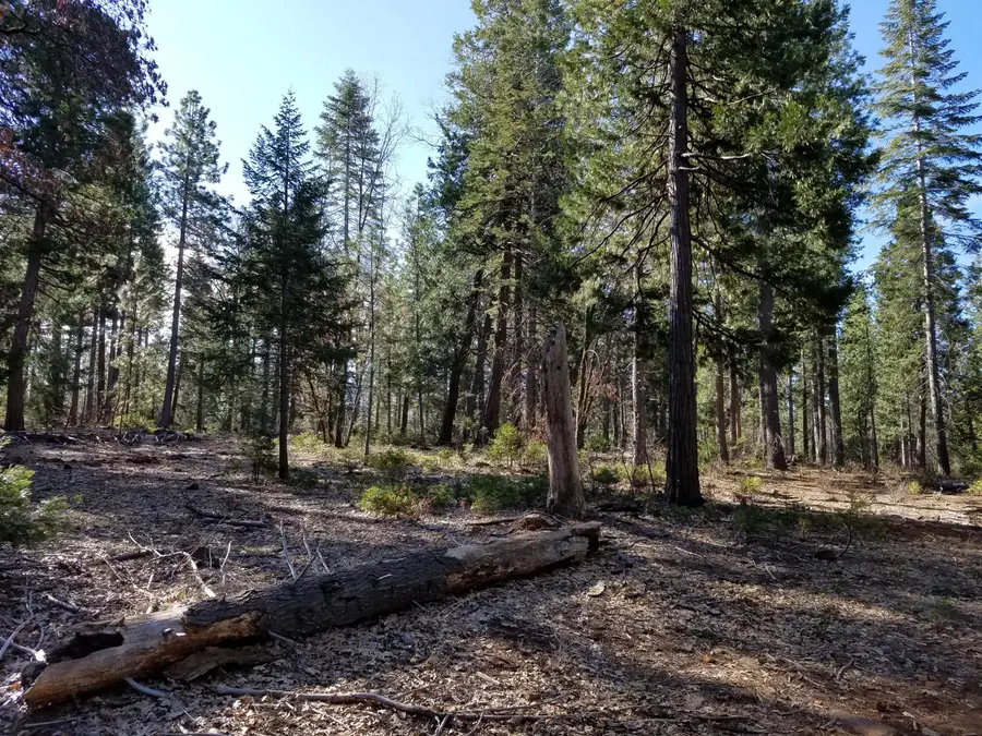 Lot 32 Shingle Glen Trail, Shingletown, CA 96088 - #3