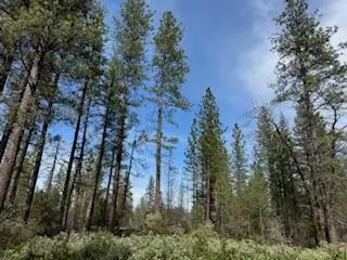 011 Whitmore Village Rd., Whitmore, CA 96096 - #3