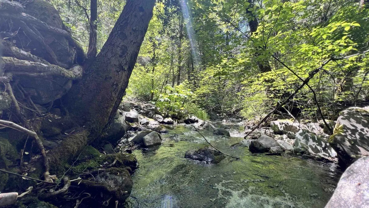 1200 E Branch Road, Weaverville, CA 96093 - #1
