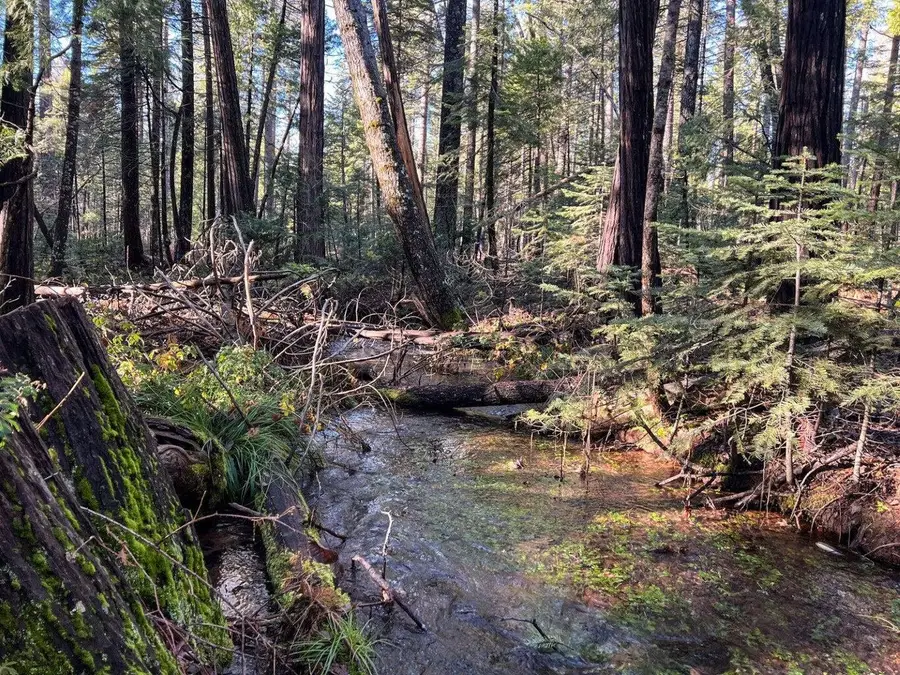 Montgomery Road, Shingletown, CA 96088 - #2