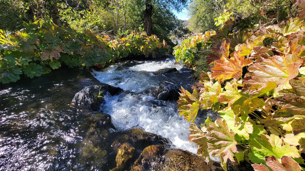 000 Old Montgomery Creek Road, Montgomery Creek, CA 96065 - #1