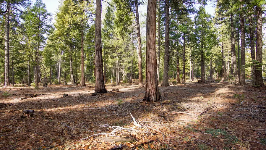 003 Ritts Mill Road, Shingletown, CA 96088 - #2