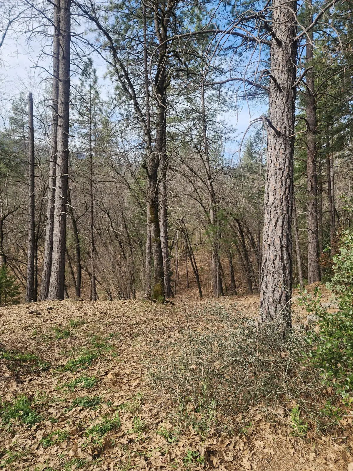 Lot 34 Doney Street, Lakehead, CA 96051 - #1