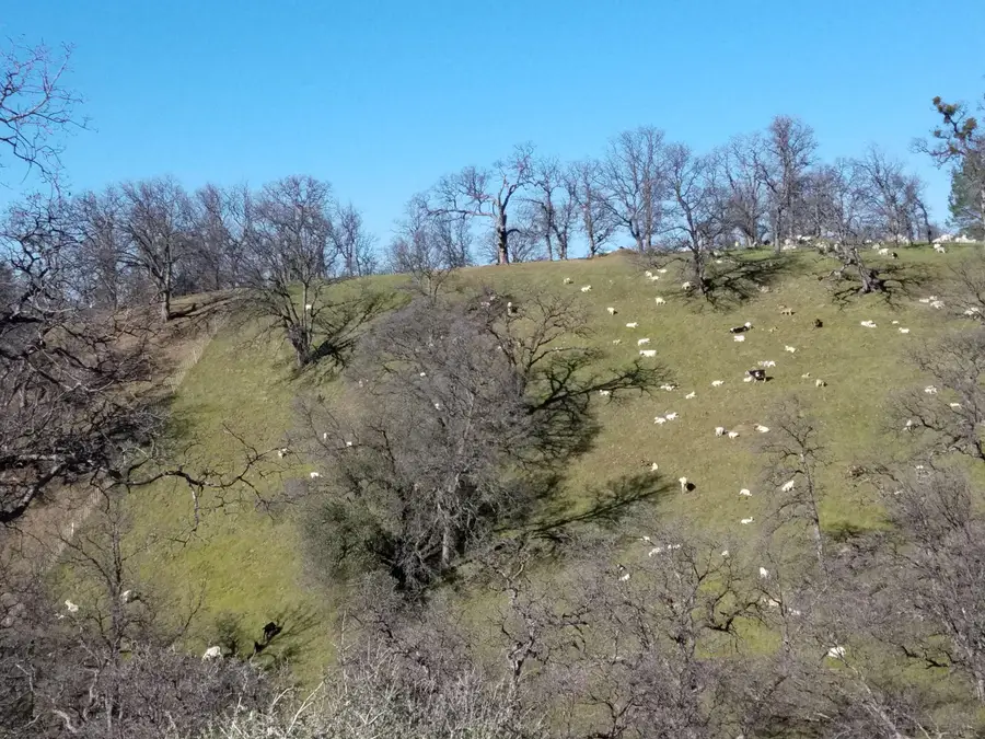 Penneleme Road, Red Bluff, CA 96080 - #3