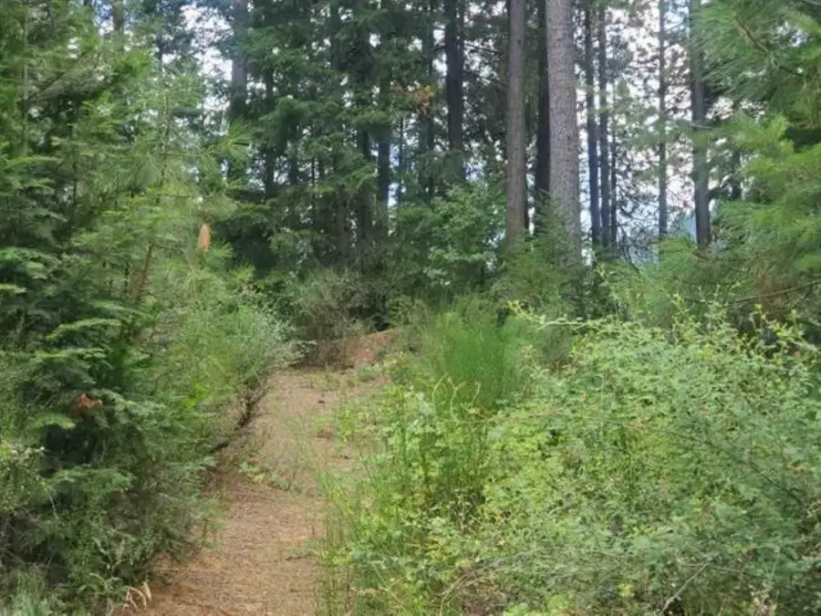 00 Timber Dr, Dunsmuir, CA 96025 - Image #2