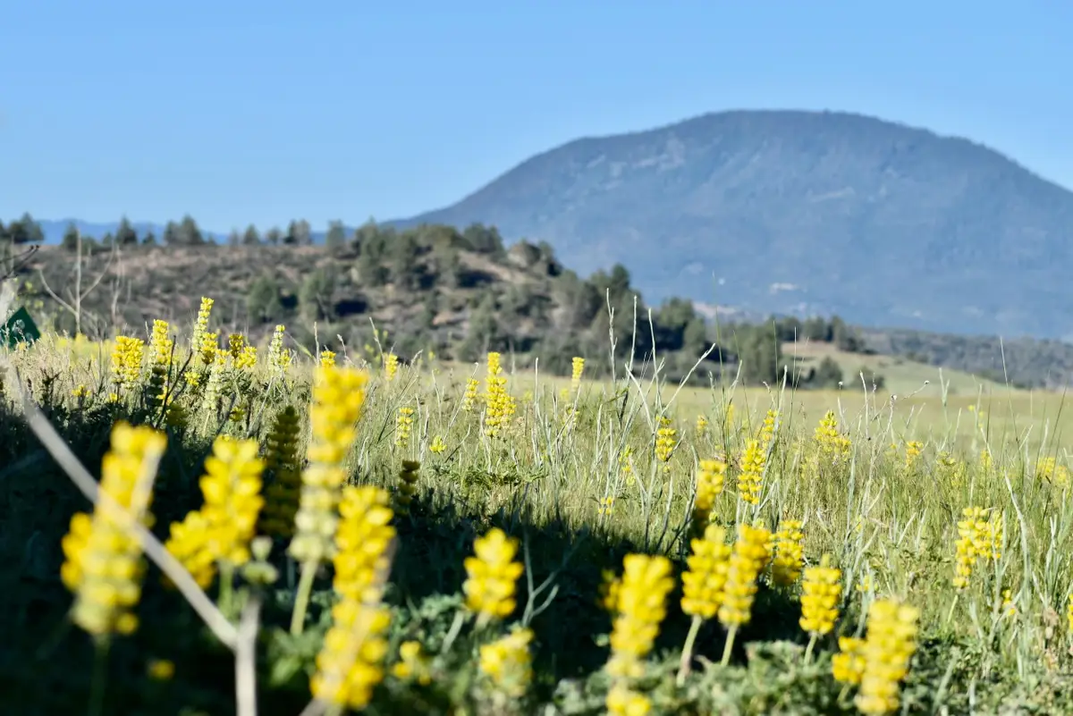 Lot 98 Mescal Dr, Hornbrook, CA 96044 - Image #1