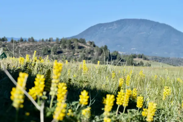 Lot 98 Mescal Dr, Hornbrook, CA 96044