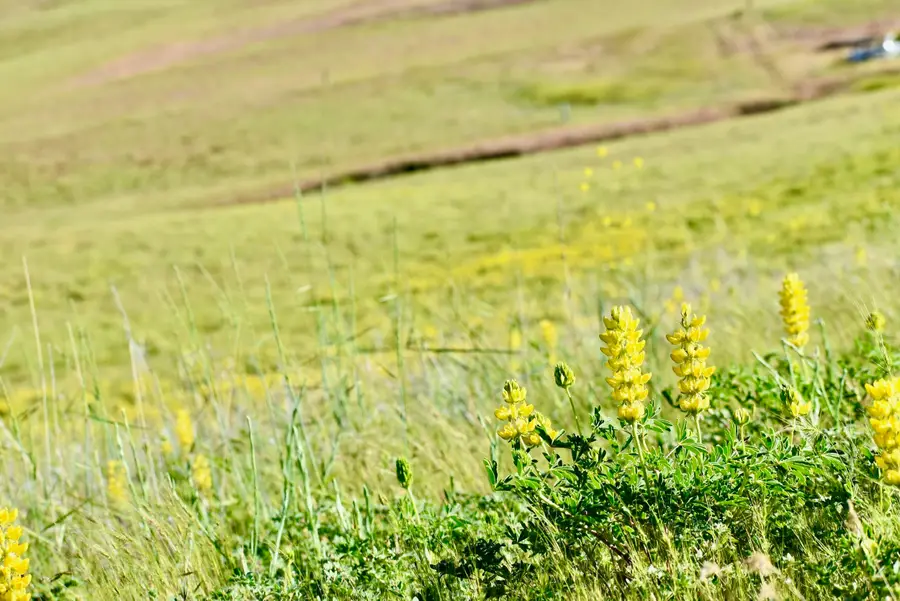 Lot 98 Mescal Dr, Hornbrook, CA 96044 - Image #2