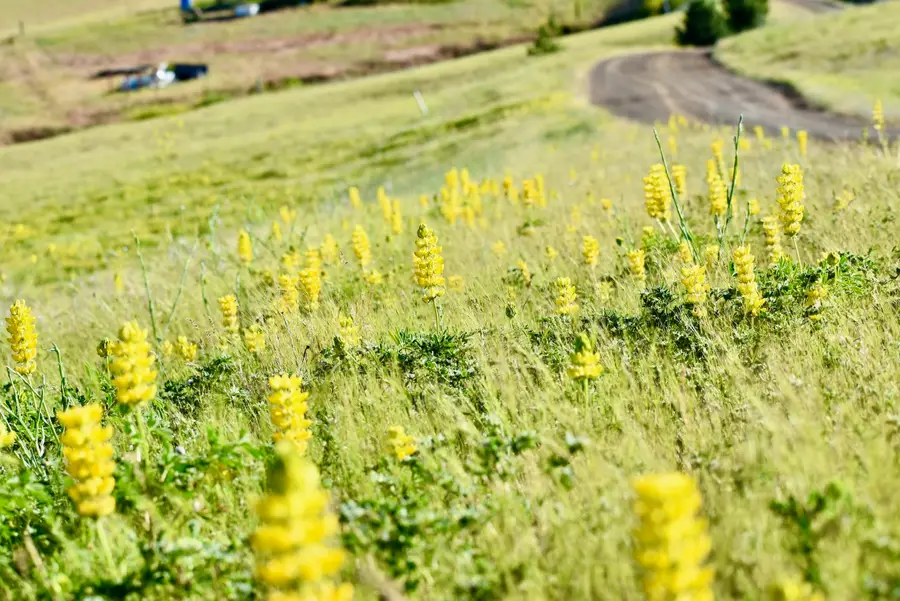 Lot 98 Mescal Dr, Hornbrook, CA 96044 - Image #3