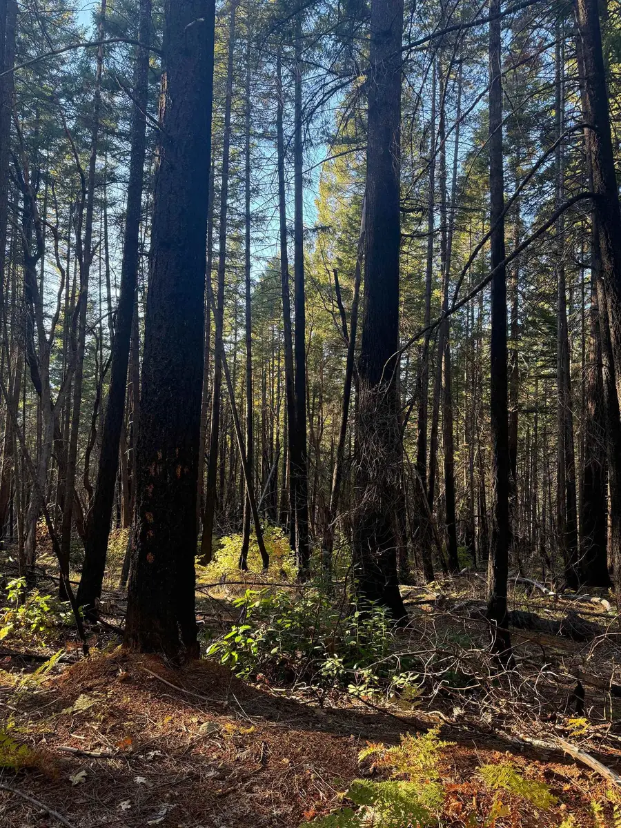 5 Acres Cade Mountain 19N01 forest road, Happy Camp, CA 96039 - Image #2