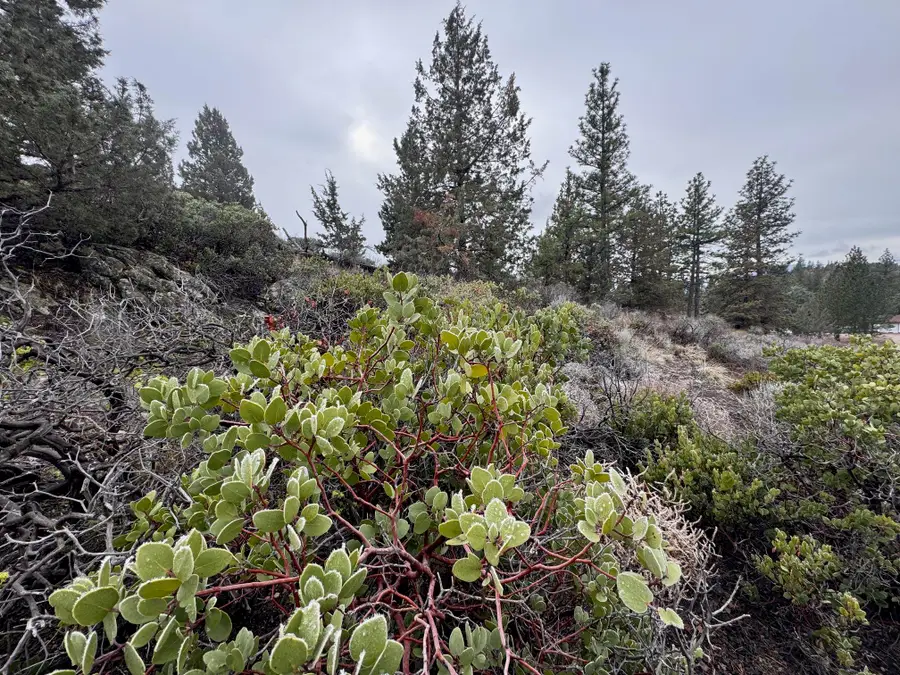 Unit 4 Lot 405 Condor, Weed, CA 96094 - Image #2