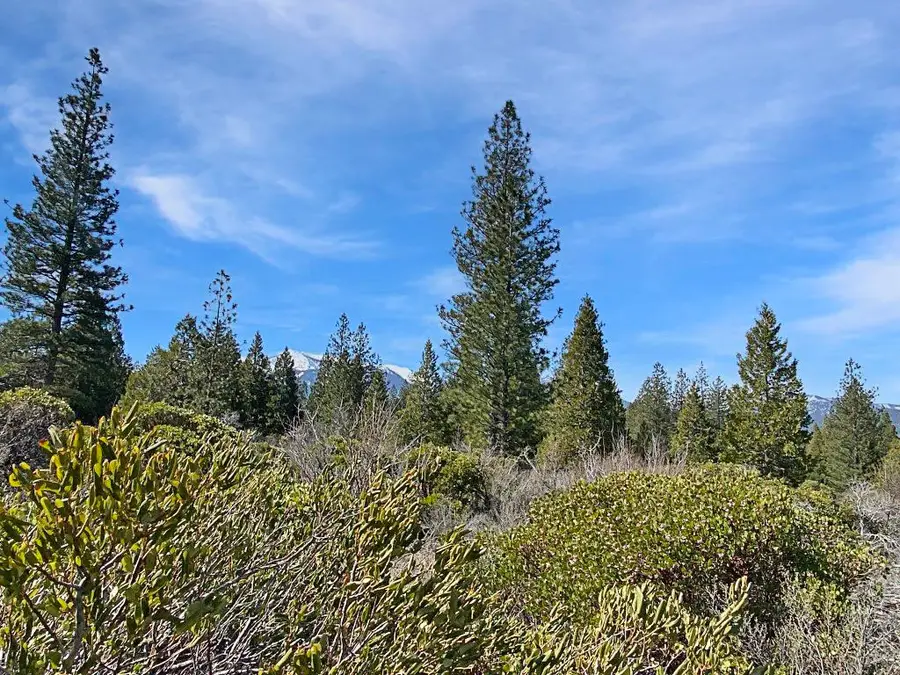 Lot 50 Hidden Meadow Dr, Weed, CA 96094 - Image #3