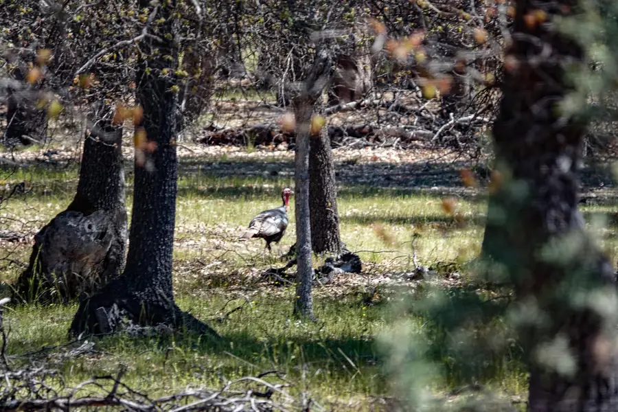 0 Scarface Road, Fort Jones, CA 96032 - Image #3