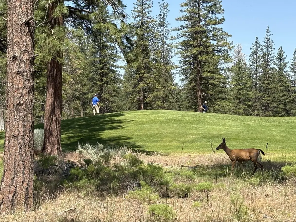 Lot 8 - 9 Harney Court, Weed, CA 96067 - #1