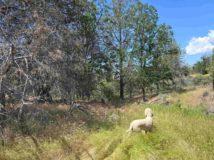 lot 298 Eel drive, Hornbrook, CA 96064 - Image #2