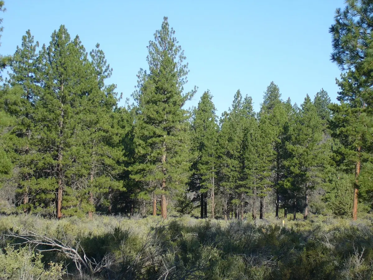 20 acres off Technor Robison Rd., Macdoel, CA 96058 - Image #1