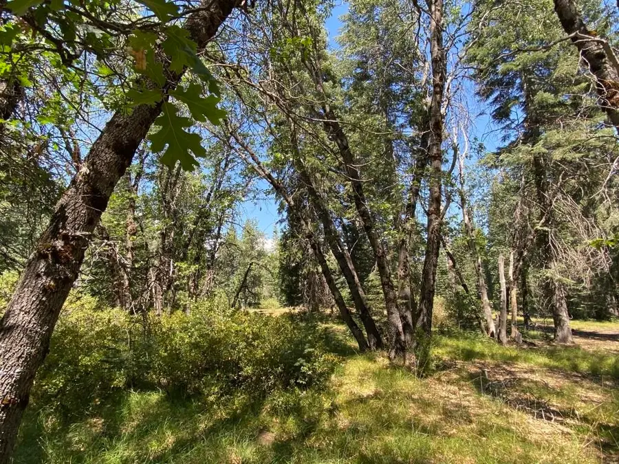 1-C-25 Mt Shasta Dr, McCloud, CA 96057 - Image #3