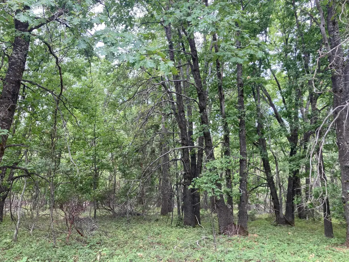 Poplar Court, Weed, CA 96094 - Image #1