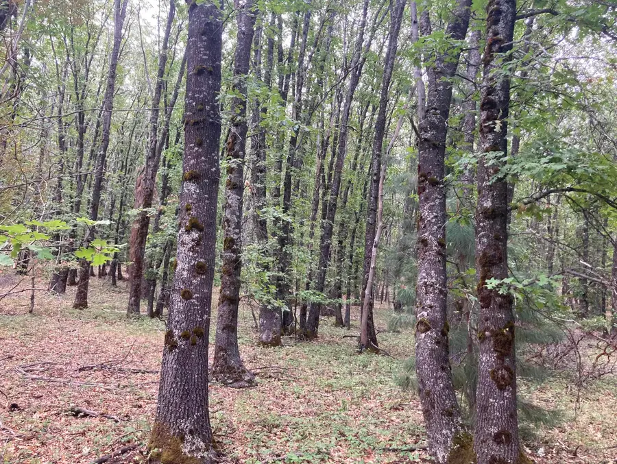 Poplar Court, Weed, CA 96094 - Image #3