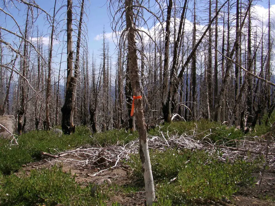 BTR 43N33, Weed, CA 96094 - Image #3