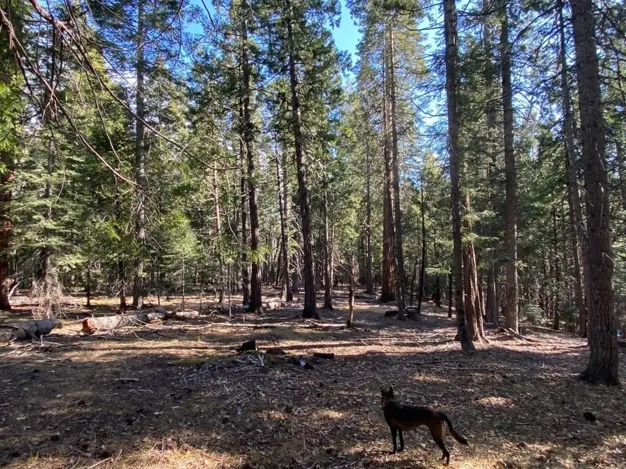 1-C-15 Shastina Cir, McCloud, CA 96057 - Image #3