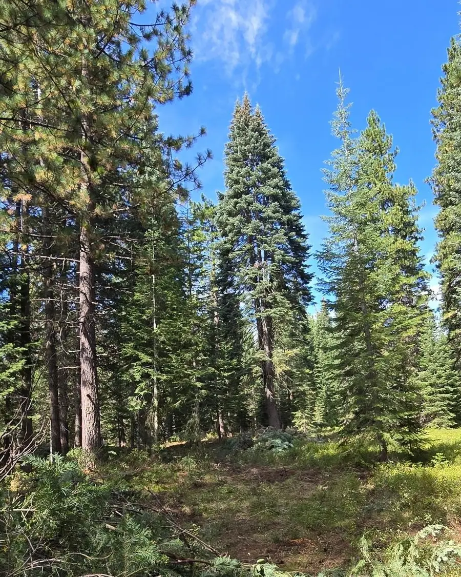 Unit 4 Lot 5 Lakeview Dr., McCloud, CA 96057 - #3