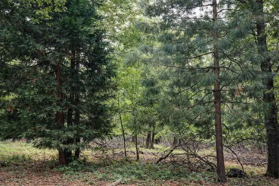 Poplar Court, Weed, CA 96094 - #3